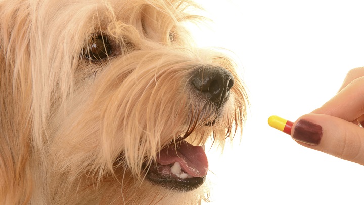 Medicamentos mascotas